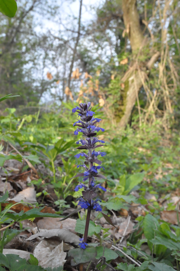 Ajuga reptans