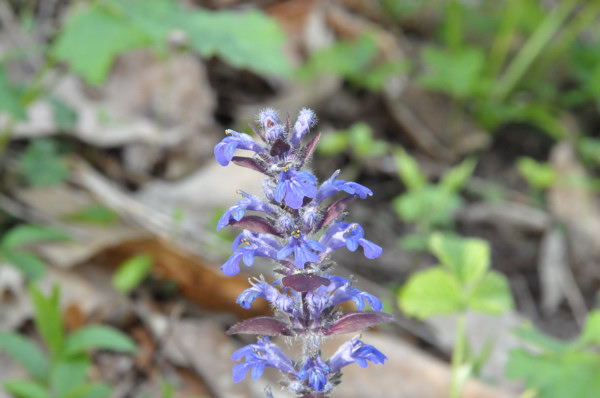 Ajuga reptans