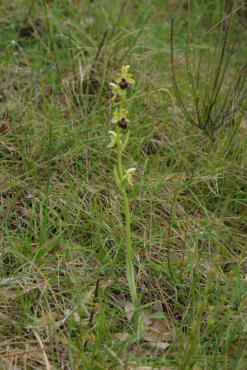 Ophrys.........ma quale