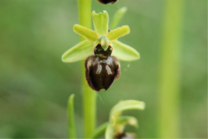 Ophrys.........ma quale