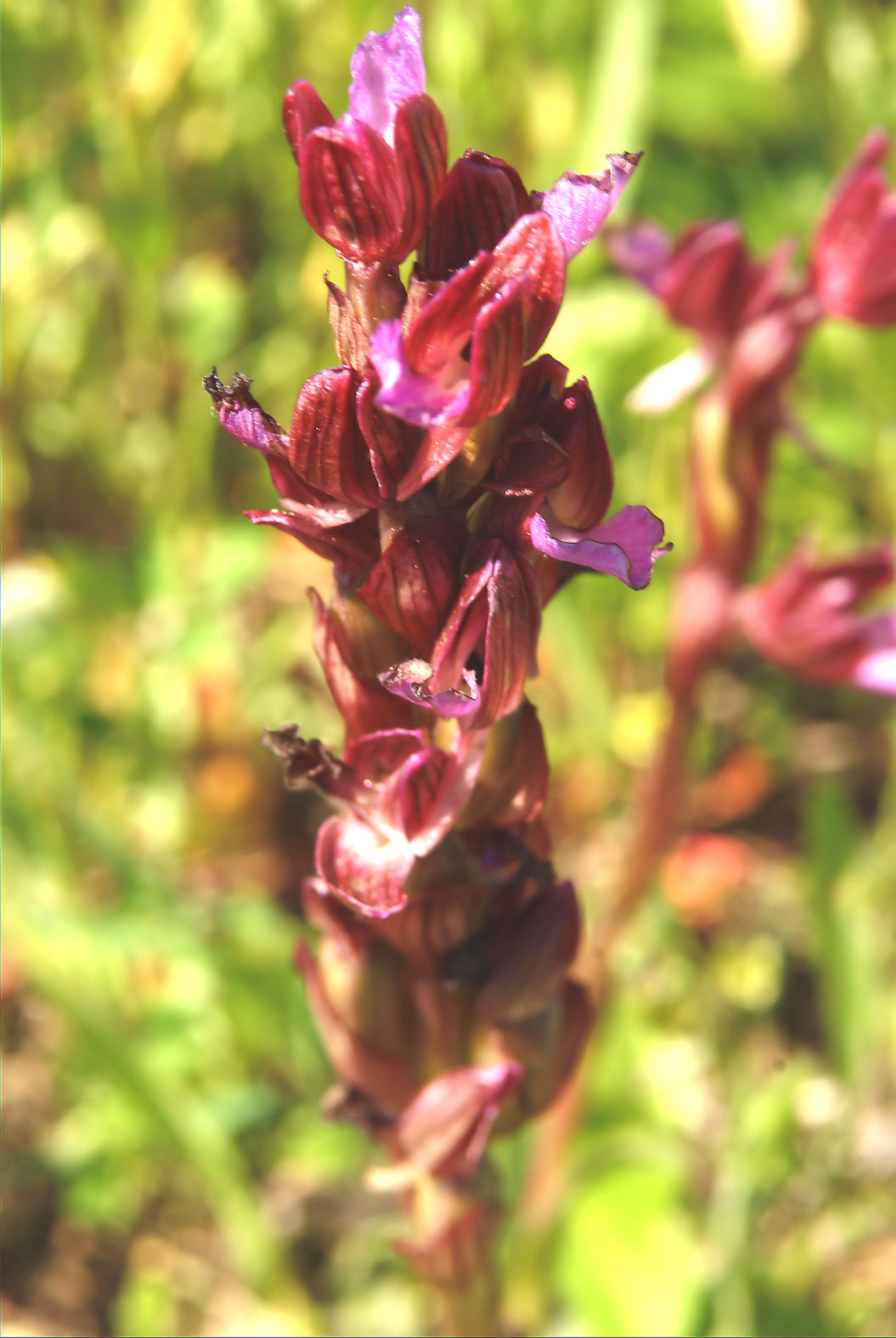 Orchis papilionacea e ...