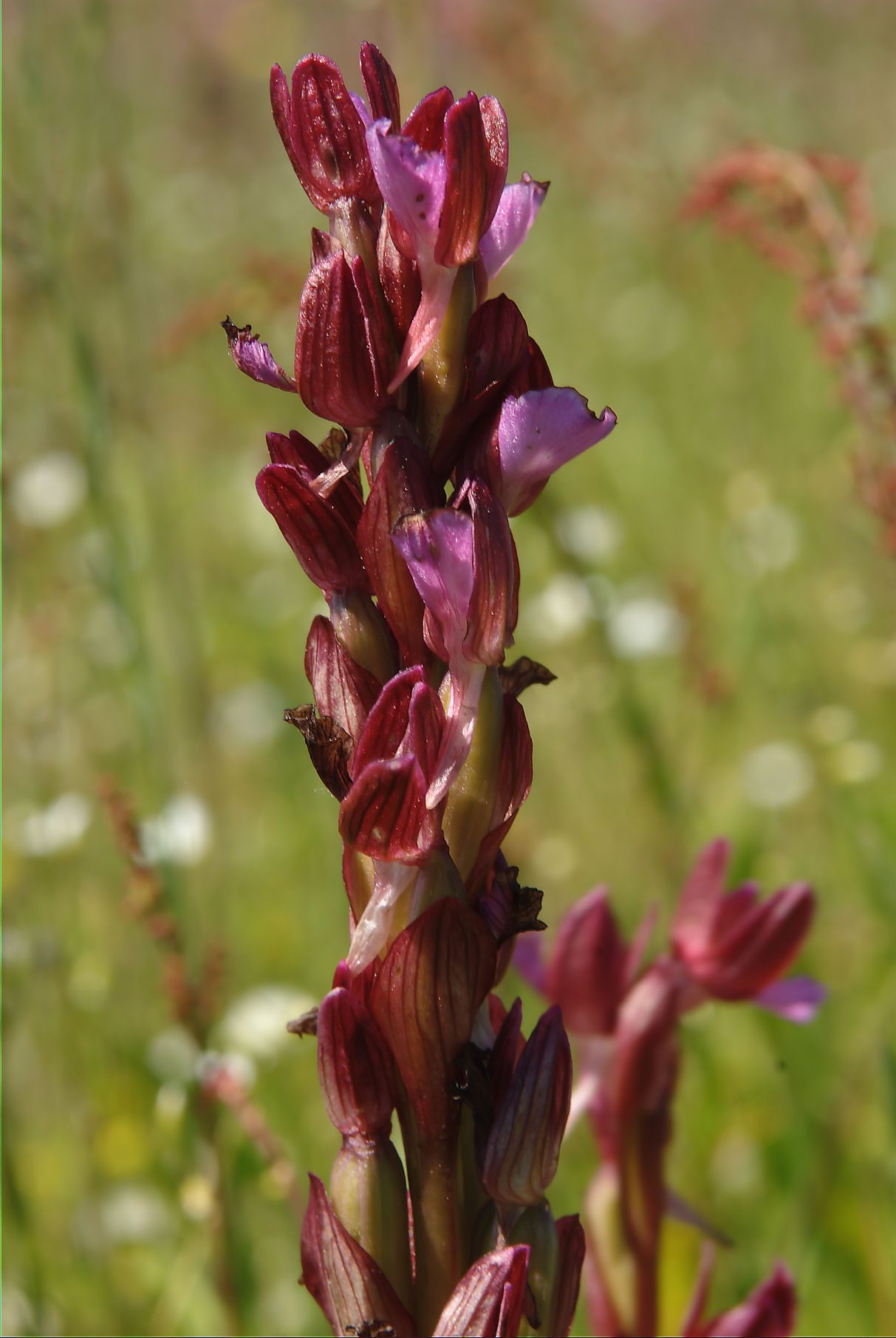 Orchis papilionacea e ...