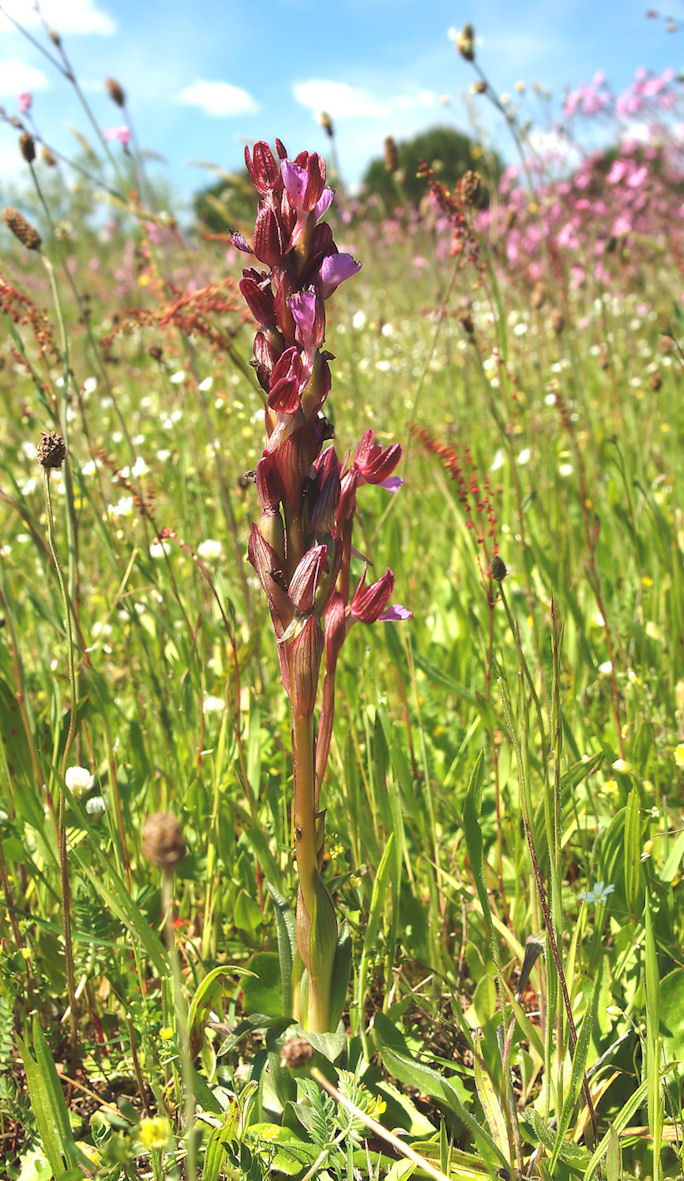 Orchis papilionacea e ...