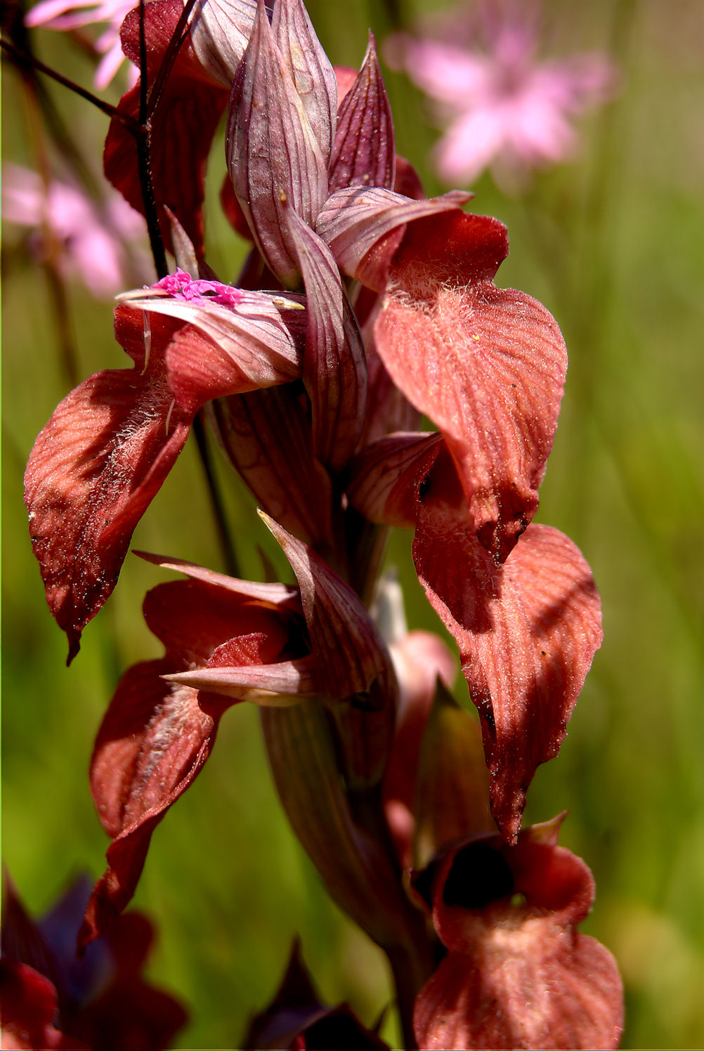 Serapias neglecta