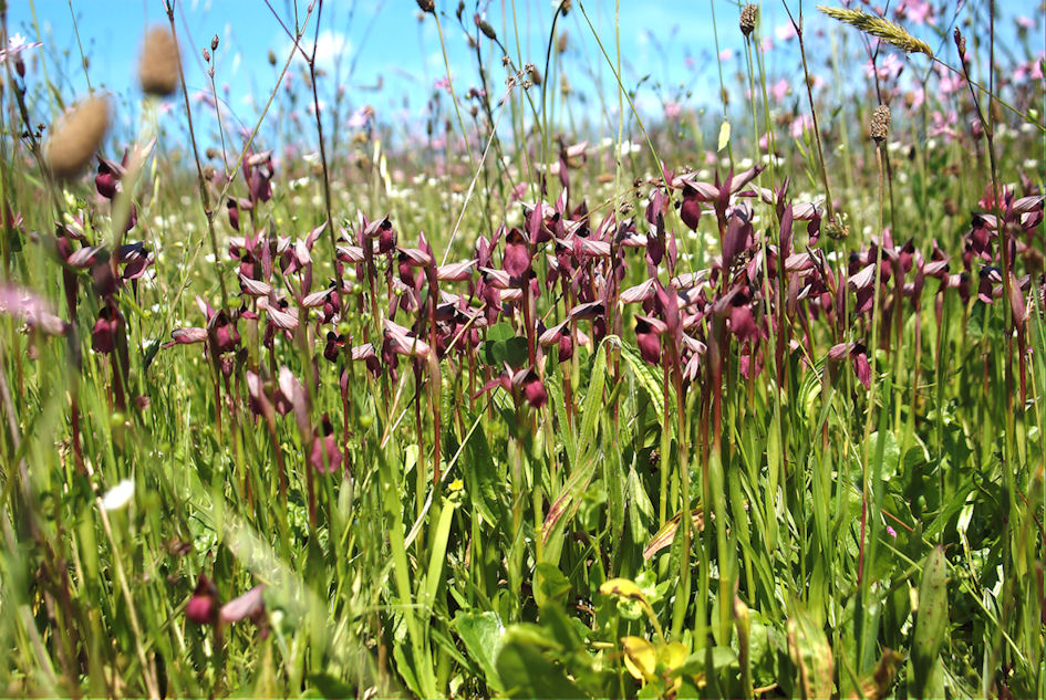 Orchis papilionacea e ...