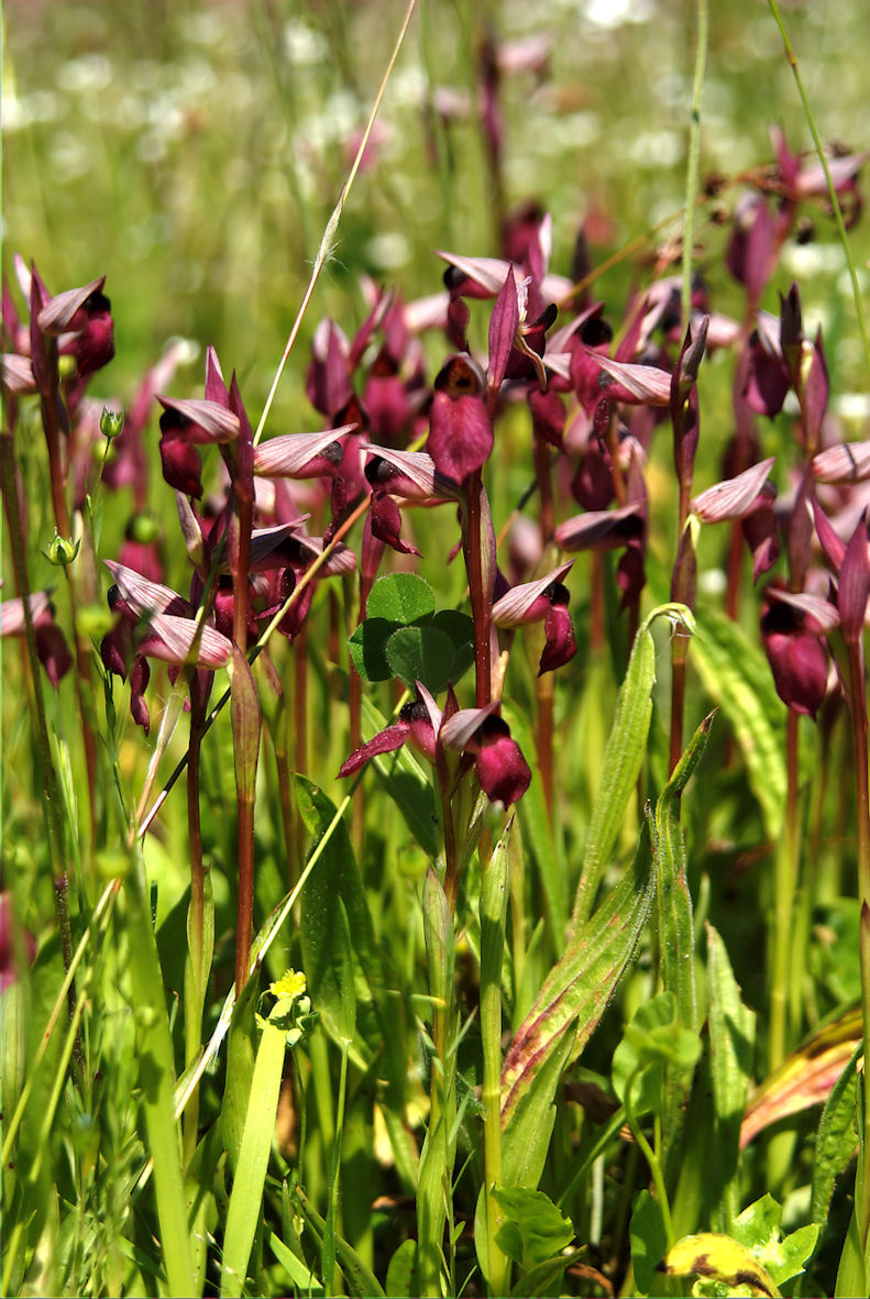 Orchis papilionacea e ...