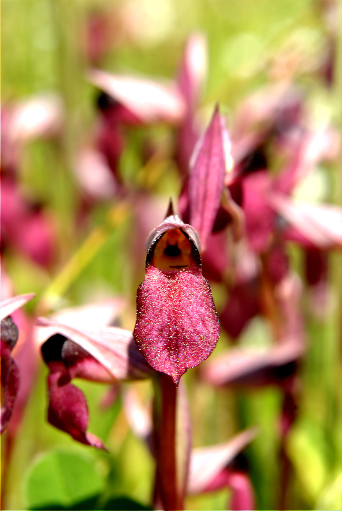 Orchis papilionacea e ...