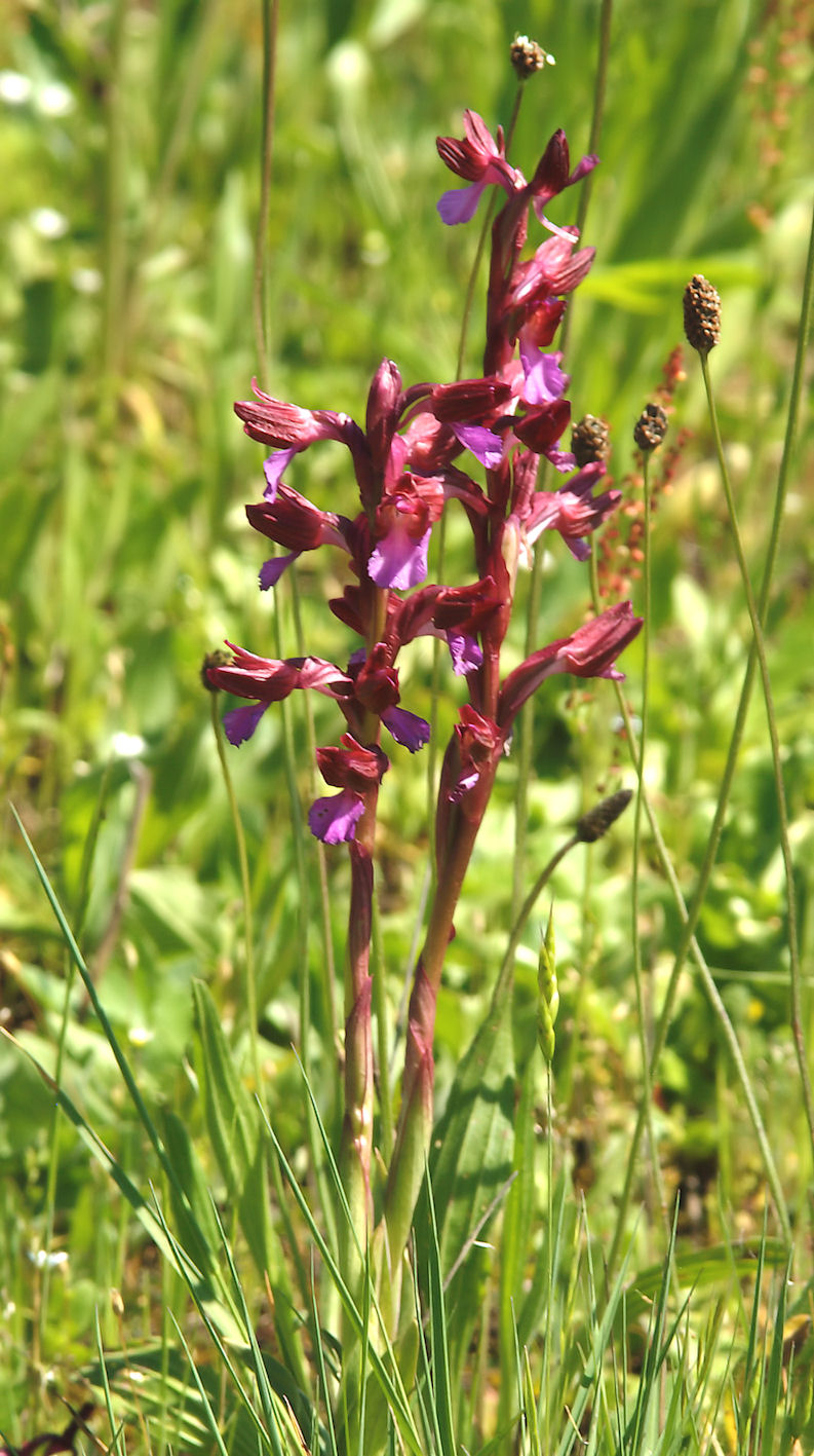 Orchis papilionacea e ...