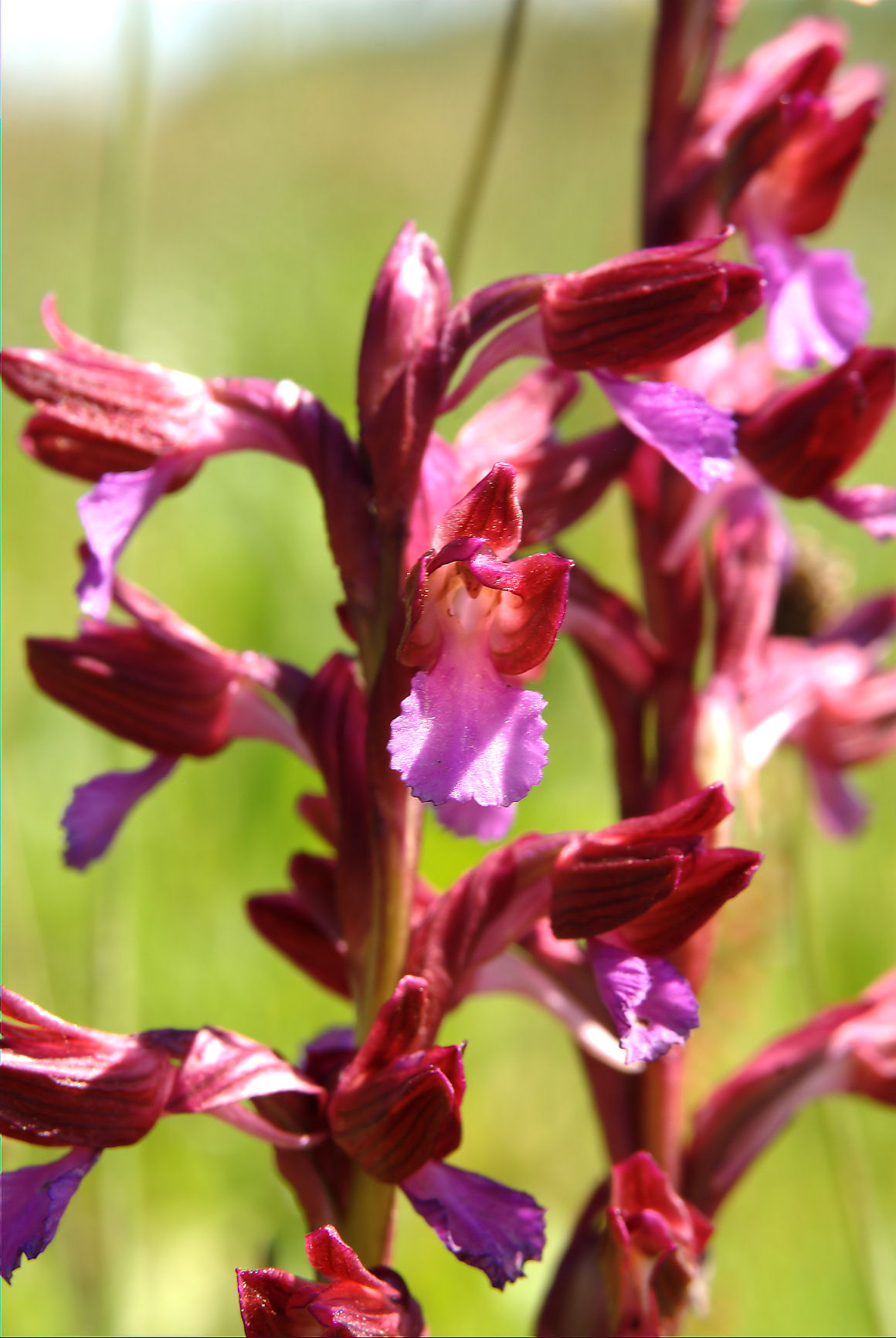 Orchis papilionacea e ...