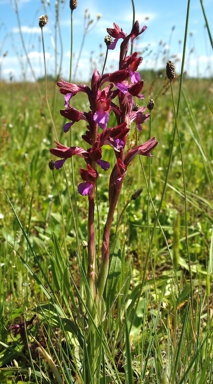 Orchis papilionacea e ...