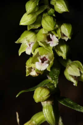 Epipactis croate da determinare