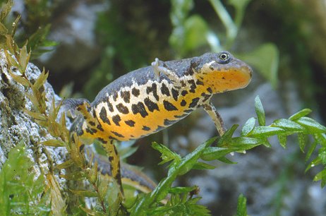 Triturus vulgaris? s, Lissotriton vulgaris