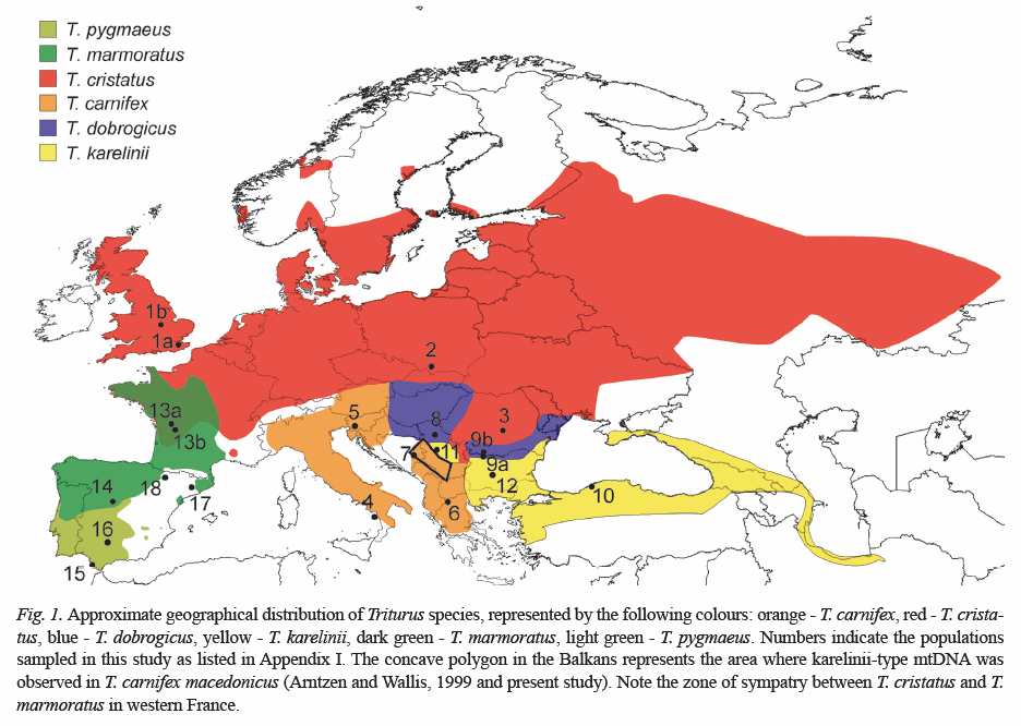 Tritone crestato italiano