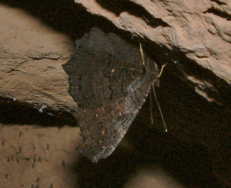 Lepidottero in grotta:  Aglais io