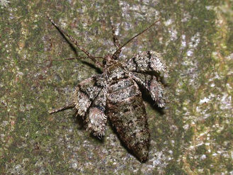 Geometridae sp