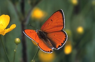 Lycaena phlaeas