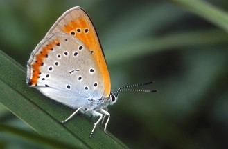 Lycaena phlaeas