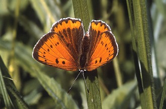 Lycaena phlaeas