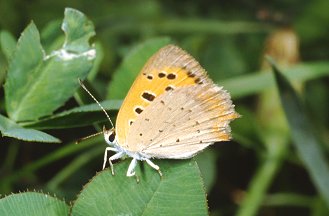 Lycaena phlaeas