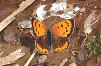 Lycaena phlaeas