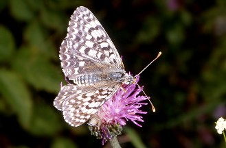 Melitaea cinxia apocromatica.