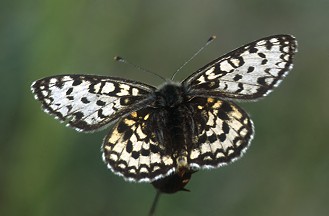 Melitaea del Vettore, quale? - Melitaea athalia