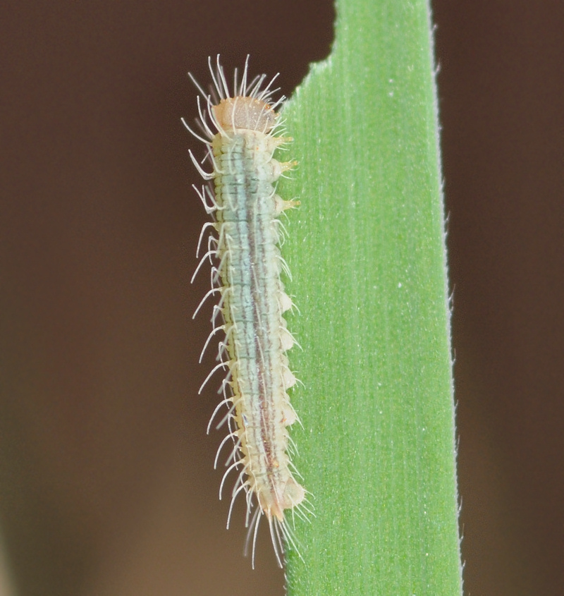 Lungo digiuno del bruchetto di Melanargia arge