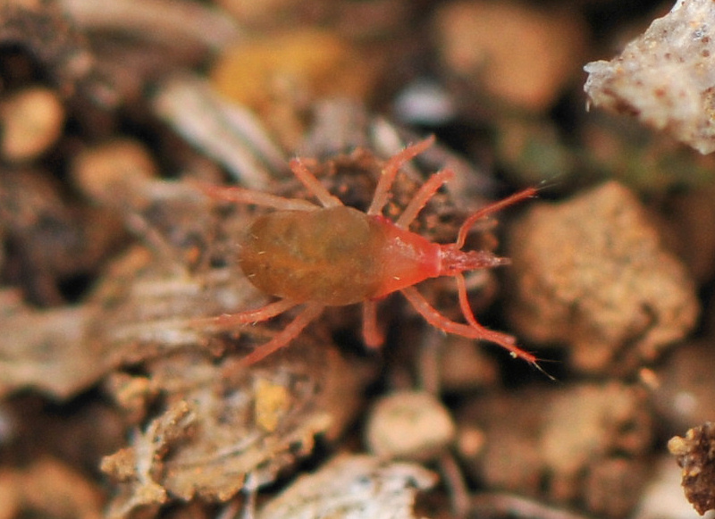 Bdellodes cfr longirostris (Bdellidae)