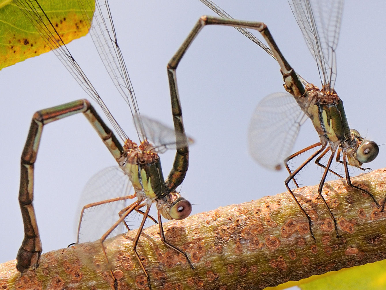 Deposizione di Chalcolestes su salice bianco