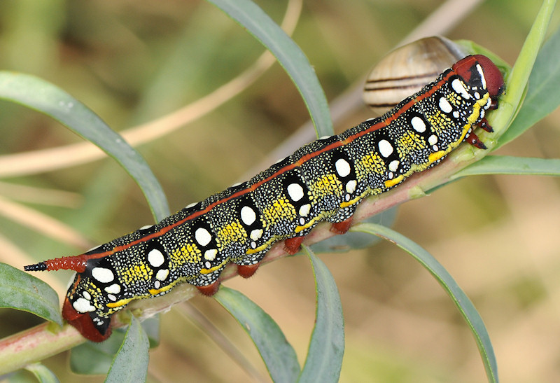 Bruchi di Hyles euphorbiae nel litorale ravennate