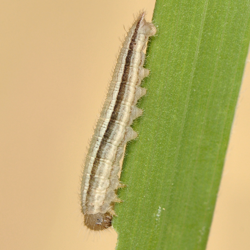 Lungo digiuno del bruchetto di Melanargia arge