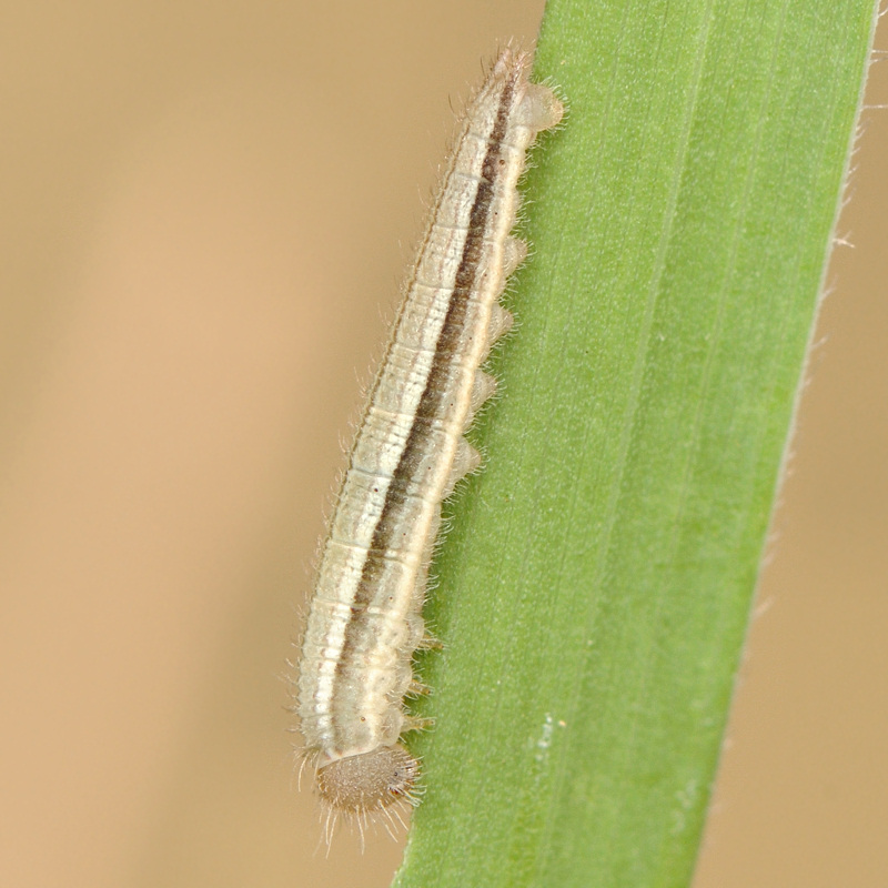 Lungo digiuno del bruchetto di Melanargia arge