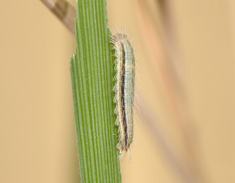 Lungo digiuno del bruchetto di Melanargia arge