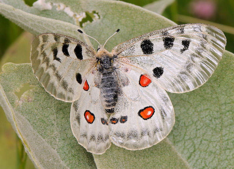 Parnassius apollo?