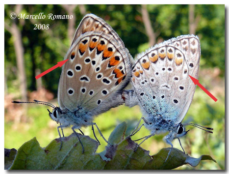 Insetti dalla Croazia : 17. Polyommatus  escheri in copula