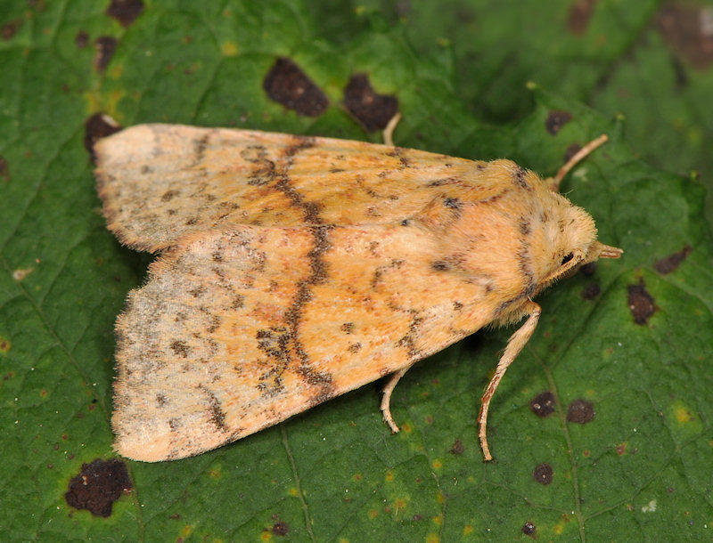 Tiliacea sulphurago, Noctuidae