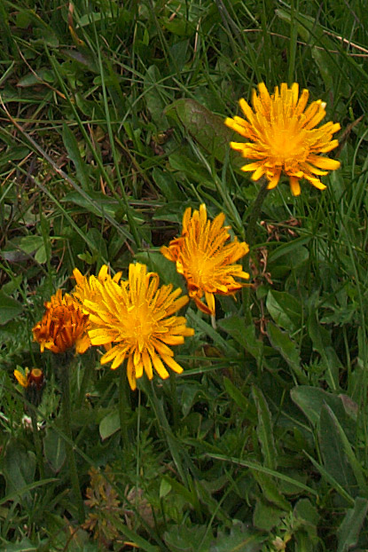 2 fiori ignoti a 1800m - Crepis aurea e  Eriophorum sp