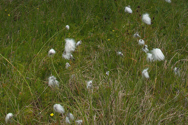 2 fiori ignoti a 1800m - Crepis aurea e  Eriophorum sp