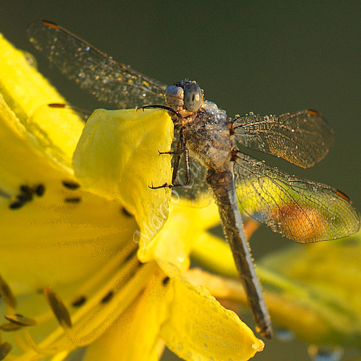 che specie di fiore e libellula sono?