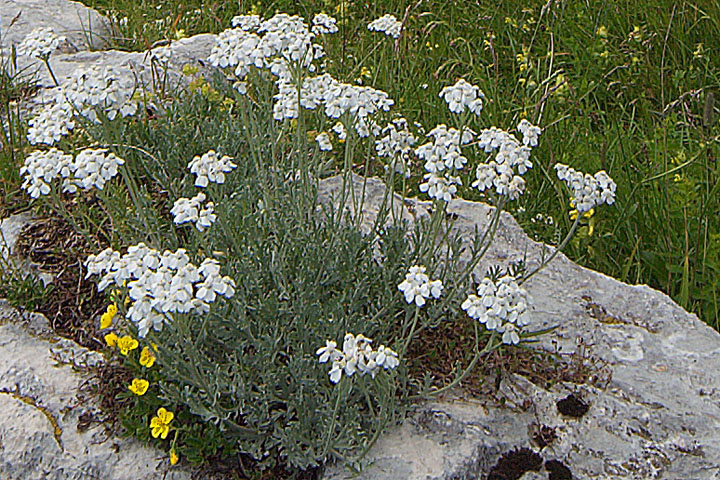 un p di fiori montani - Alpi Giulie 1600-1900 m. s.l.m