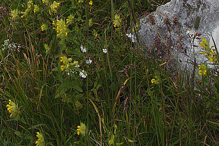 un p di fiori montani - Alpi Giulie 1600-1900 m. s.l.m