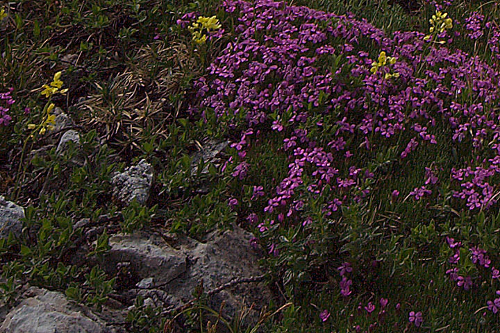 un p di fiori montani - Alpi Giulie 1600-1900 m. s.l.m