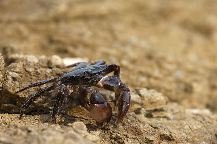 Pachygrapsus marmoratus (Fabricius, 1787)