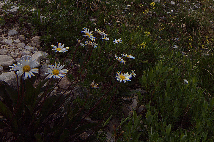 un p di fiori montani - Alpi Giulie 1600-1900 m. s.l.m