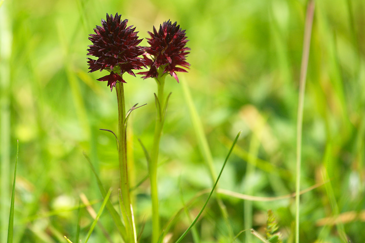 4 friulane da identificare