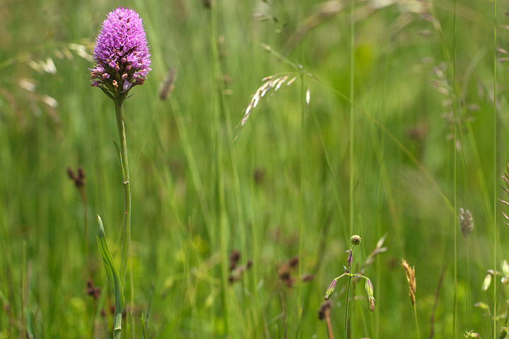 4 friulane da identificare