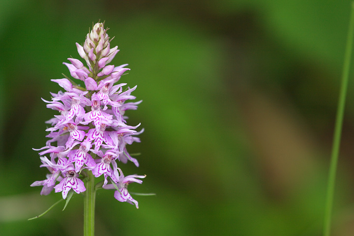 Dactylorhiza maculata subsp. fuchsii / Orchide di Fuchs