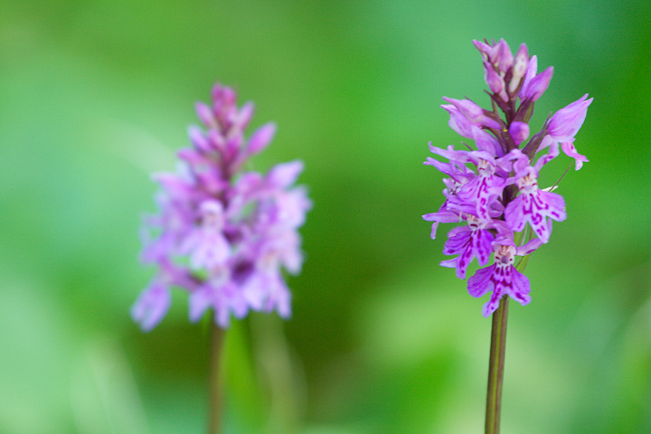 Dactylorhiza maculata subsp. fuchsii / Orchide di Fuchs