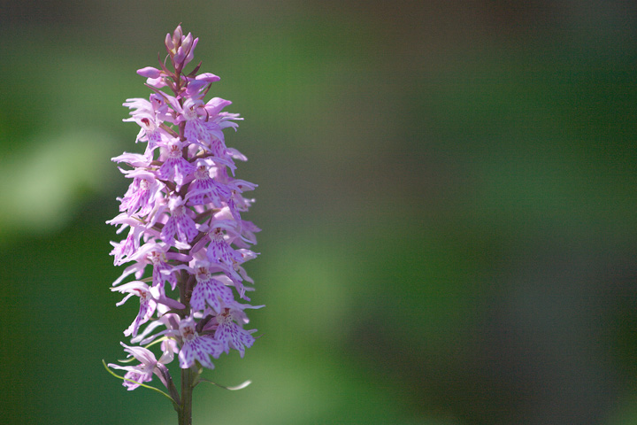 Dactylorhiza maculata subsp. fuchsii / Orchide di Fuchs