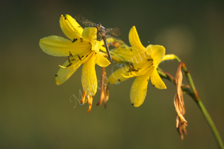 che specie di fiore e libellula sono?